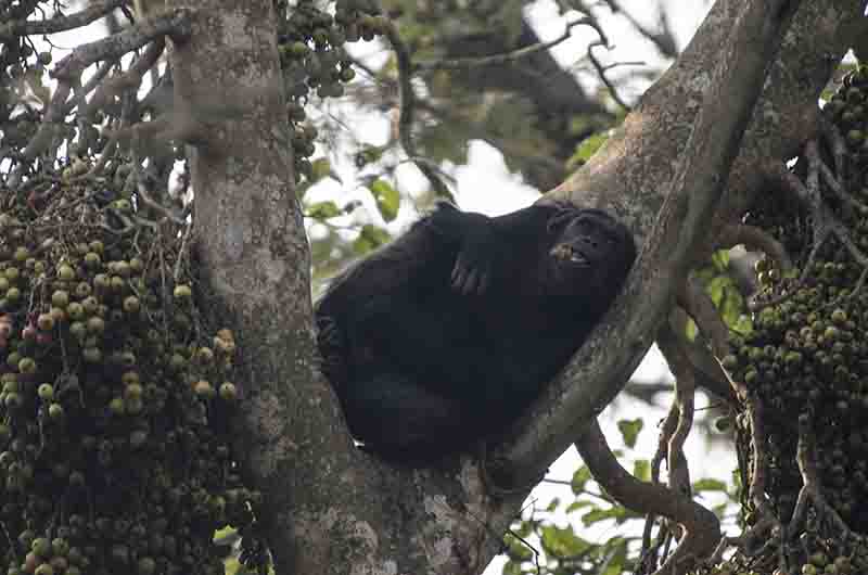 08 - Chimpance - parque nacional de Nyungwe - Ruanda